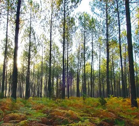 Dans Un Mobil Climatise Dans Les Landes Entre Foret, Lacs Et Ocean, *